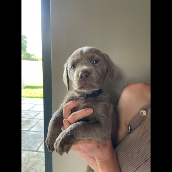 Labrador Retriever - Both
