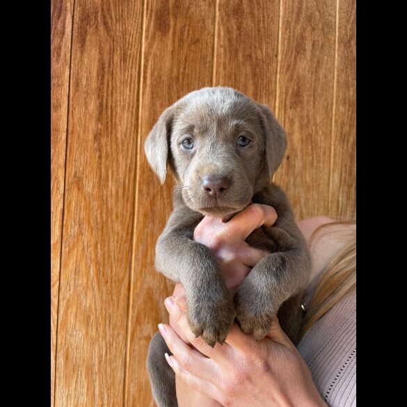 Labrador Retriever - Both