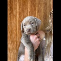 Labrador Retriever - Both