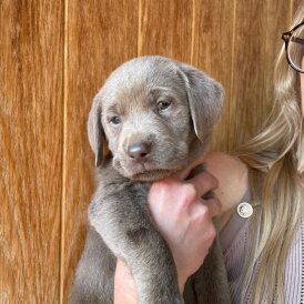 Labrador Retriever - Both