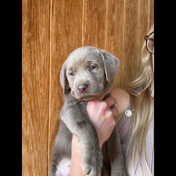 Labrador Retriever - Both