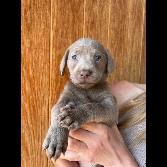 Labrador Retriever - Both