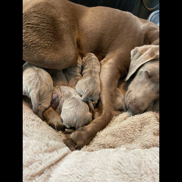 Labrador Retriever - Both