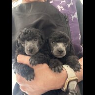 Toy Poodle - Bitches