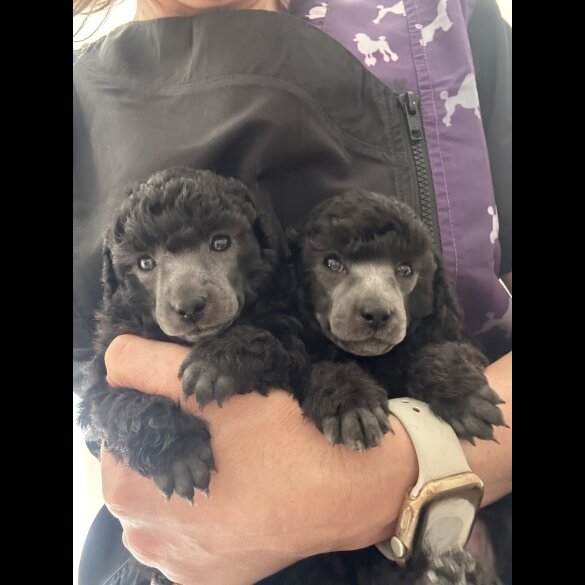 Toy Poodle - Bitches
