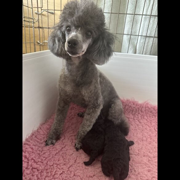 Toy Poodle - Bitches