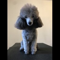 Toy Poodle - Bitches