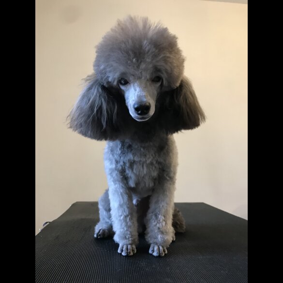 Toy Poodle - Bitches