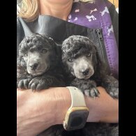 Toy Poodle - Bitches