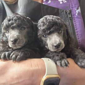 Toy Poodle - Bitches