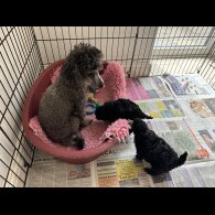 Toy Poodle - Bitches