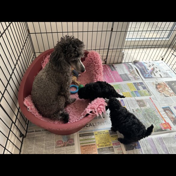 Toy Poodle - Bitches