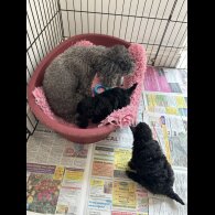 Toy Poodle - Bitches