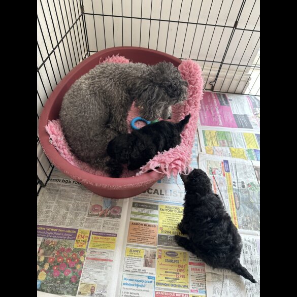 Toy Poodle - Bitches