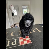Toy Poodle - Bitches
