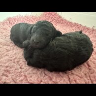 Toy Poodle - Bitches