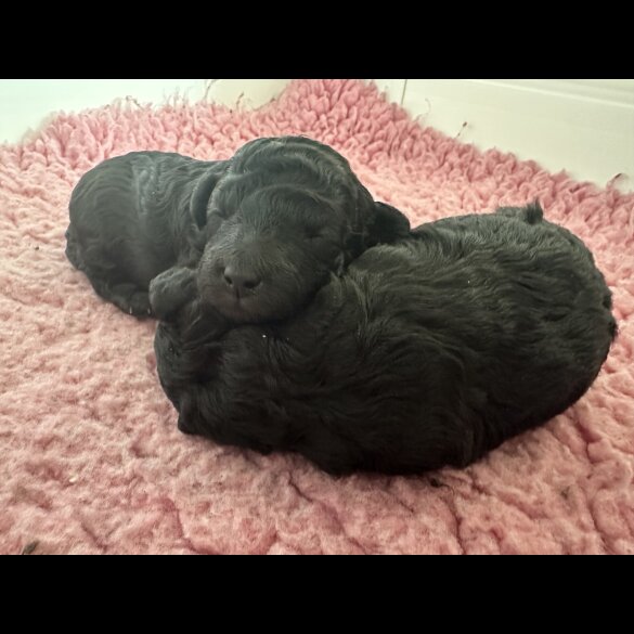 Toy Poodle - Bitches