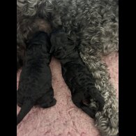 Toy Poodle - Bitches