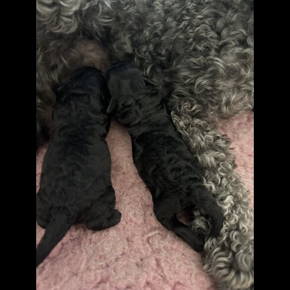 Toy Poodle - Bitches
