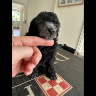 Toy Poodle - Bitches