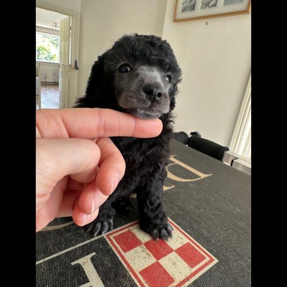 Toy Poodle - Bitches