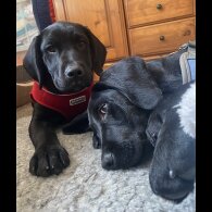 Springador - Both