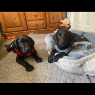 Springador - Both