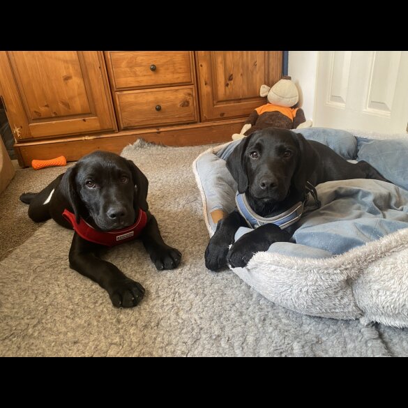 Springador - Both