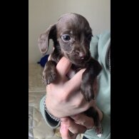 Mixed Breed - Both
