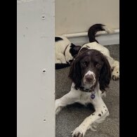 Mixed Breed - Both
