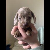 Mixed Breed - Both
