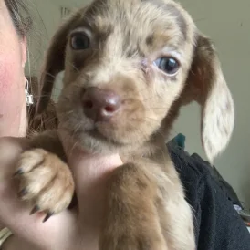 Mixed Breed - Both