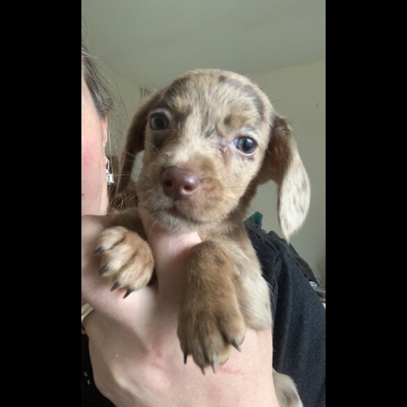 Mixed Breed - Both