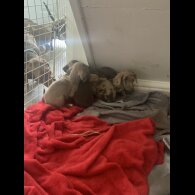 Mixed Breed - Both