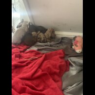 Mixed Breed - Both