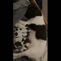 English Springer Spaniel - Both