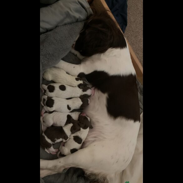 English Springer Spaniel - Both