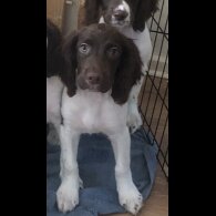 English Springer Spaniel - Both