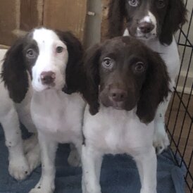 English Springer Spaniel - Both
