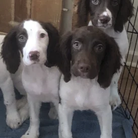 English Springer Spaniel - Both