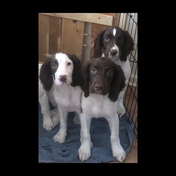 English Springer Spaniel - Both