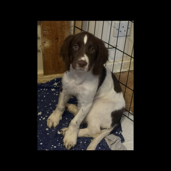 English Springer Spaniel - Both
