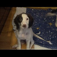 English Springer Spaniel - Both