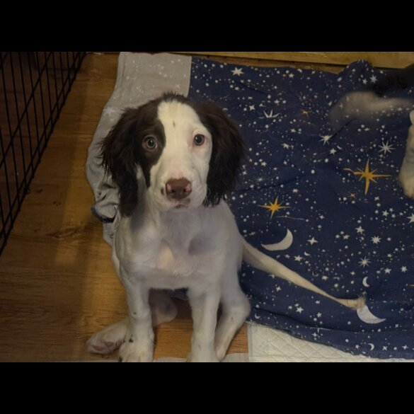 English Springer Spaniel - Both