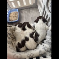 English Springer Spaniel - Both