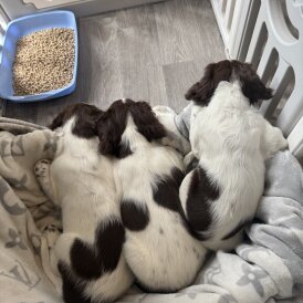 English Springer Spaniel - Both