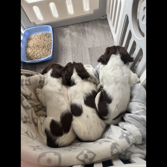 English Springer Spaniel - Both