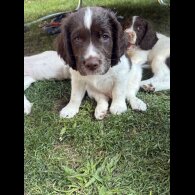 English Springer Spaniel - Both