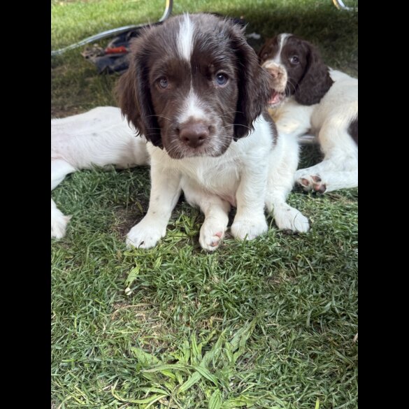 English Springer Spaniel - Both