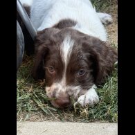 English Springer Spaniel - Both